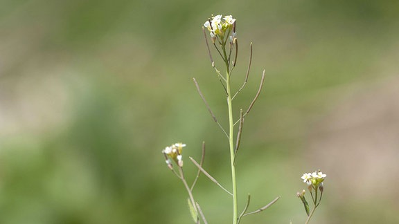 Ackerschmalwand (Arabidopsis thaliana), blühend auf einer Wiese stehend. 