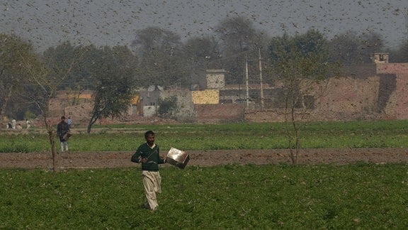 Goßer Schwarm Heuschrecken über einem Feld in Pakistan