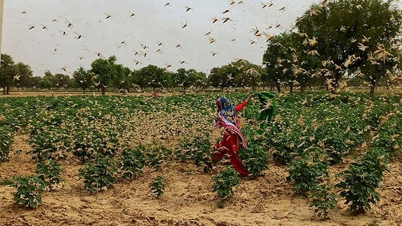 Über ein Feld in Indien fliegt ein Schwarm Heuschrecken.