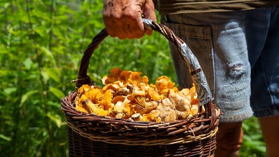 Eine Hand trägt einen Korb gefüllt mit Pilzen.