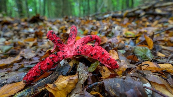 Tintenfischpilz (Clathrus archeri)