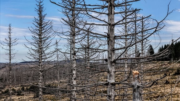 Abgestorbene Kiefern im Nationalpark Harz