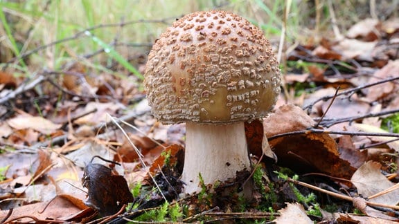 Der Perlpilz oder Rötende Wulstling ( Amanita rubescens ) ist eine essbare Pilzart aus der Familie der Wulstlingsverwandte