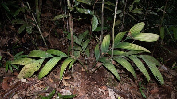 Blätter der Untergrundpalme Pinanga subterranea auf Borneo