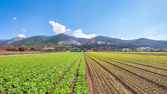 Landwirtschaft in Spanien