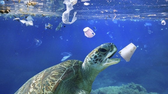 Seitenansicht Unterwasserfoto einer Seeschildkröte, die nach einem Plastikbecher schnappt. Im Hintergrund schwimmt weiterer Müll im blauen Wasser.