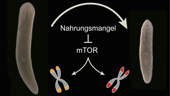 Zwei Plattwürmer (grau-braune Würstchen), der eine wohlgenährt, der andere kleiner und dünner. Dazwischen zwei Chromosomen mit eingezeichnenten Telomeren (Schutzkappen auf den Enden der Chromosomen) -- beim wohlgenährten (Normalzustand) mit kürzeren, beim dürren mit längeren Telomeren