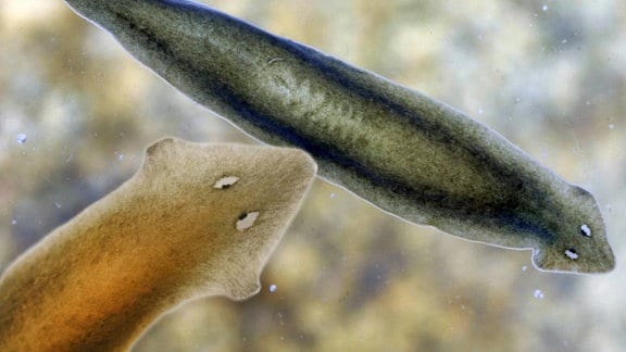 Zwei Fotos von Plattwürmern zu einem Bild montiert: Grün-/Rot-Bräunliche Würmer mit deutlich erkennbaren kleinen Augen, die aussehen, als würden die Tiere schielen. Schwimmend vor unscharfem Hintergrund.