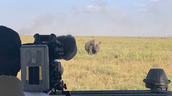 Ein Nashorn wird gefilmt