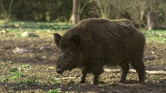 Wildschwein