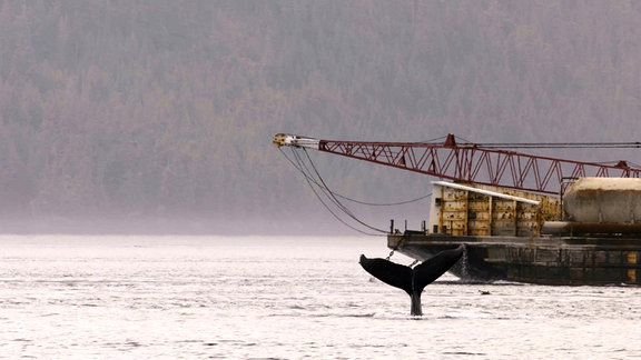 Orca Wale in Kanada werden bei ihrer Kommunikation unter Wasser vom Schiffsverkehr oft empfindlich gestört. 