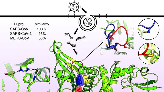 Die Molekularstruktur des Enzyms PLPro. 