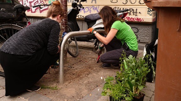 Zwei Frauen hacken den Boden um einen Stadtbaum auf, um dort Wildpflanzen einzupflanzen