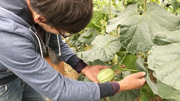 Ein Mann hat einen Kürbis in der Hand.