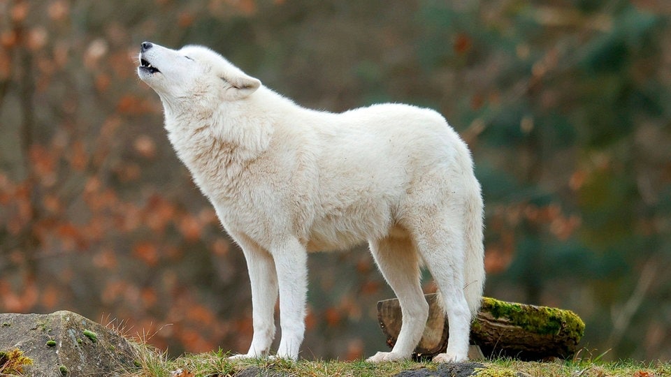 Chinesische Forschende klonen erstmals Polarwolf | MDR.DE Chinesische Forschende klonen erstmals Polarwolf | MDR.DE