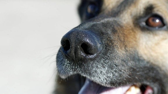 Nase eines Polizeihundes (Schäferhund) 