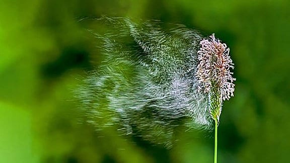 Wind bläst die Pollen von einer Wegerich-Blüte.