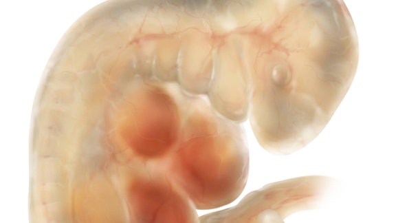 Vier Wochen altes Embryo. Man erkennt ansätze der Gliedmaßen un die Augen beginnen zu entstehen.