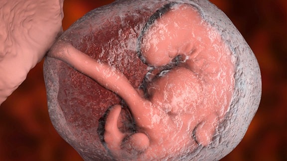 Illustration - Vier Wochen altes Embryo im Mutterleib.