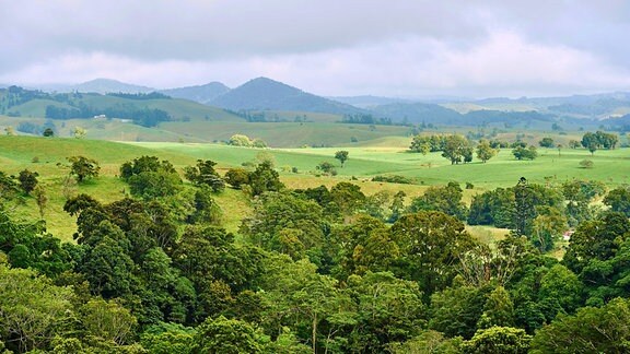 Grasland und Regenwald in Queensland, Australien