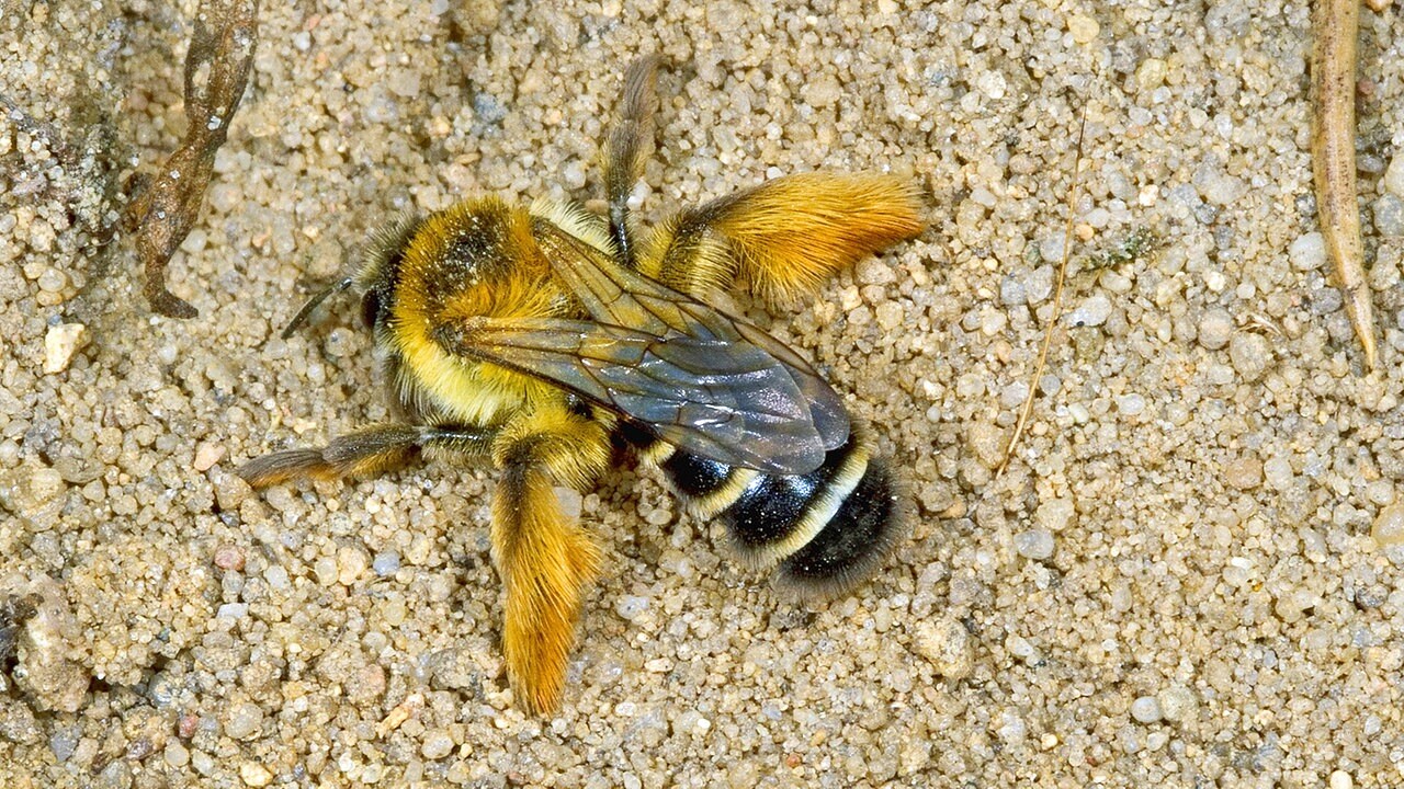 Weltbienentag Keine Biene Ersetzt Die Andere Mdr De