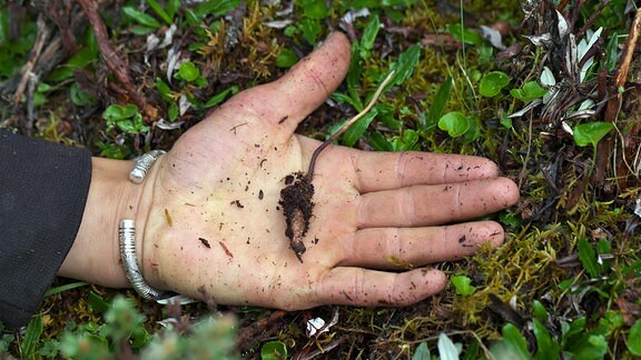Raupenpilz Ophiocordyceps sinensis in Menschenhand gehalten.
