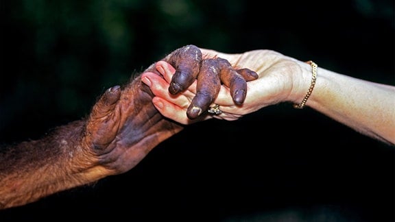 Orang-Utan und Mensch geben sich die Hand