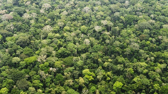 Regenwald im Dzanga-Nationalpark