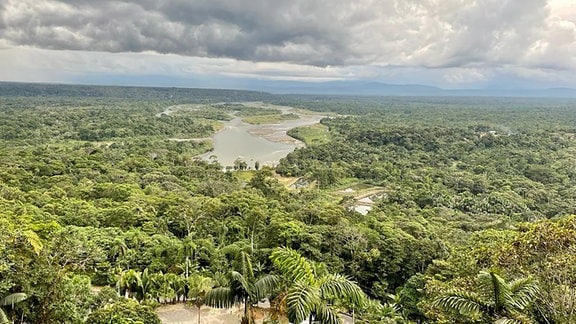 Blick über einen Regenwald