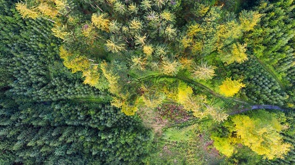Luftbild, direkte Sicht von oben auf Wald in Bayern mit hohen Bäumen und niedrigen Aufforstungs-Bäumen. Unterschiedliche Grüntöne.
