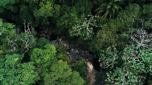Baumkronen verschiedener tropischer Bäume von oben an einem kleinen Fluss.