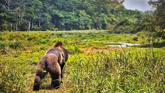 Gorilla läuft über die Graslandschaft im Dzanga-Sangha-Reservat, Zentralafrika