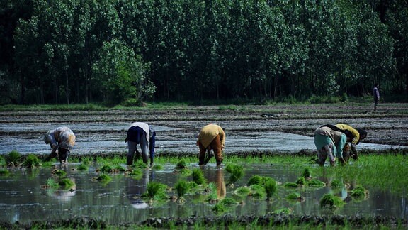 Mehrere Personen arbeiten auf einem Reisfeld in Indien.