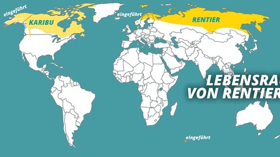 Karte mit Titel "Lebensraum von Rentieren" zeigt Weltkarte. Karibu ist in großen Teilen Kanadas und Alaskas als Fläche eingezeichnet, Rentier in Skandinavien, Russland und etwas auch Mongolei. Kleine Populationen in Alaska, Island und auf dem Kerguelen-Archipel zwischen Indischer Ozean und Antarktis sind als "eingeführt" gekennzeichnet.
