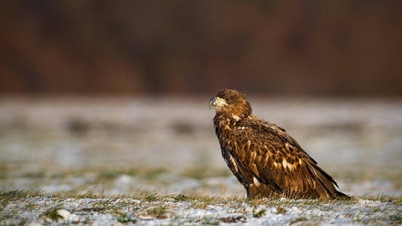 Ein Weißschwanzseeadler.