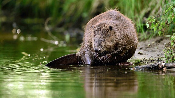 Ein Biber am Wasser