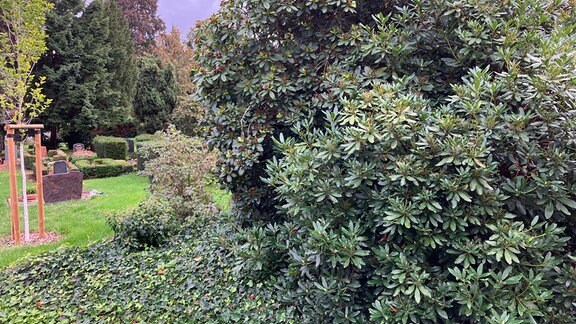 Rhododendron und Efeu auf einem Friedhof