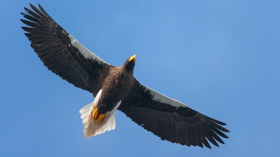 Riesen-Seeadler: Großer Vogel schwebt mit weit ausgebreiteten Flügeln und gelbem Schnabel und Krallen sowie hellem Schwanz unter blauem Himmel, Ansicht von unten.