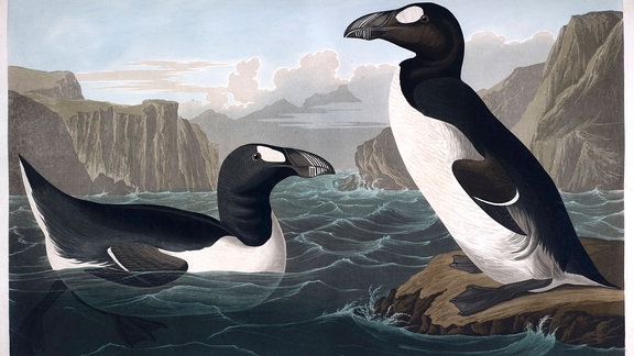 Riesenalk Pinguinus impennis