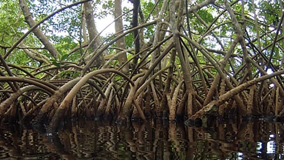 Proben von Thiomargarita-Bakterien wurden inmitten der Mangroven von Guadeloupe gesammelt.