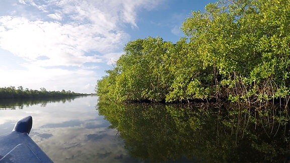 Ansicht von Probenahmestellen inmitten der Mangroven auf Guadeloupe. 