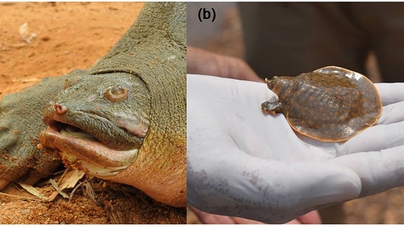Zwei Fotos: eine ausgewachsene Schildkröte (a) und eine junge Schildkröte (b) auf einem Handteller
