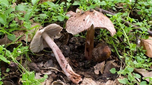 Pilze auf einem Waldboden