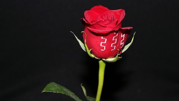 Rose vor schwarzem Hintergrund mit Metall-Leitern, die auf dem roten Blütenkopf aufgedruckt sind