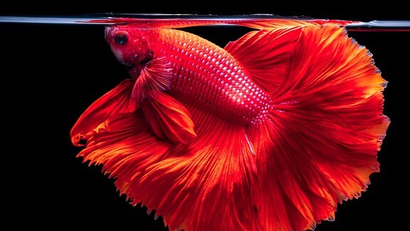 Roter siamesischer Kampffisch Betta splendens, auf schwarzem Hintergrund