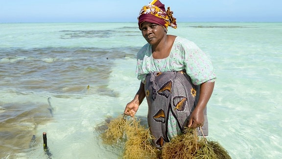 Frauen pflanzen Algen in Strandnähe an