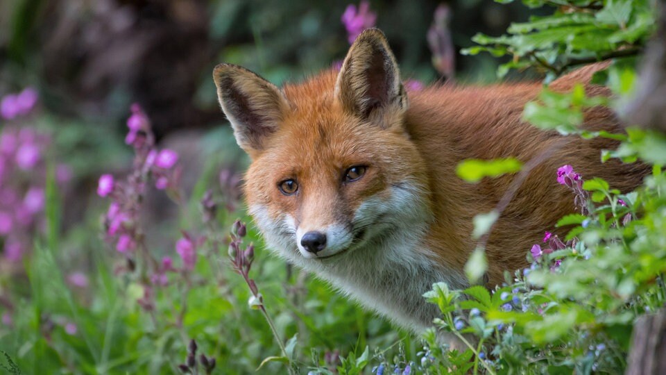 Wolf Wildschwein Waschbar Wildtiere In Der Stadt Das Mussen Sie Beachten Das Erste