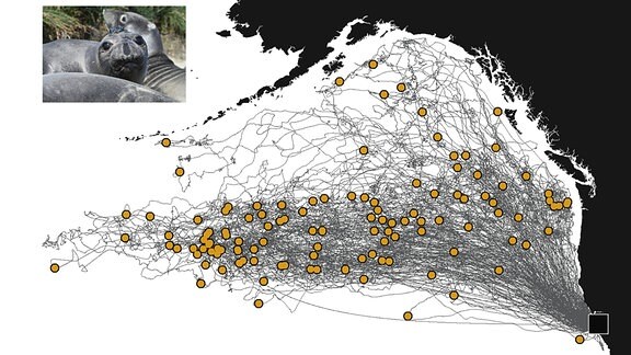 Die Schwimm-Routen (schwarze Linien) und Umkehrpunkte (hellbraune Punkte) der mit Sendern ausgestatteten See-Elefanten-Weibchen erstrecken sich über ein riesiges Gebiet im Nordpazifik.