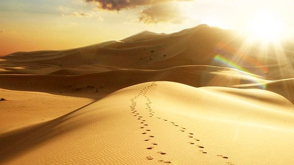 Sahara, Wüste