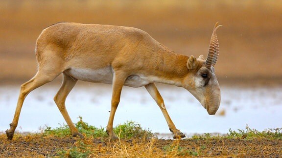 Eine Saiga-Antilope im Stepnoi-Naturschutzgebiet im Liman-Distrikt in der russischen Region Astrachan.